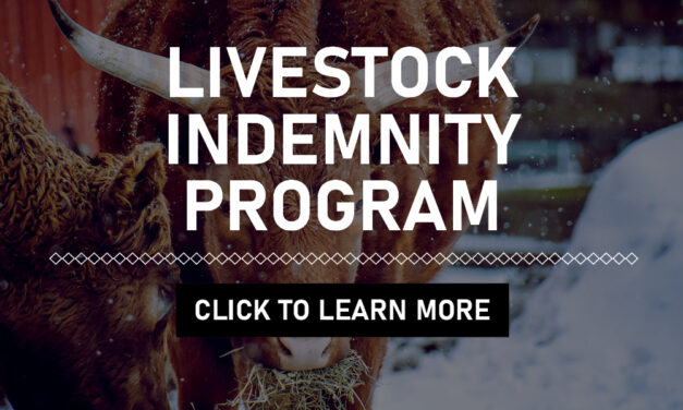 Disaster Assistance Live Stock Indemnity Program